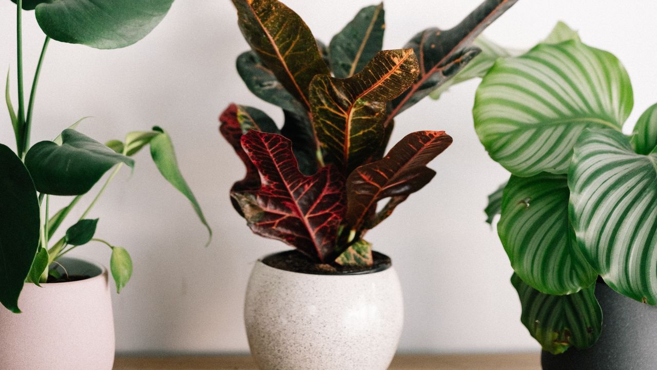 Cómo cuidar plantas con poco dinero y buenos resultados